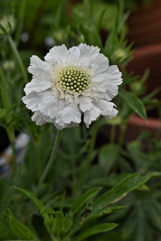 Semillas Scabiosa Fama White