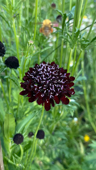 Semillas Scabiosa Black Knight