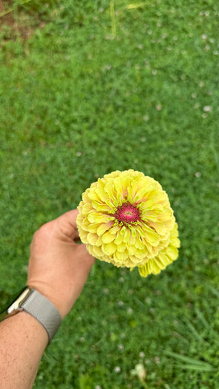Semillas Zinnia Queen Lime Blotch