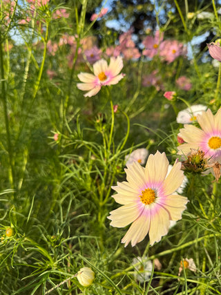 Semillas Cosmos Apricot Lemonade