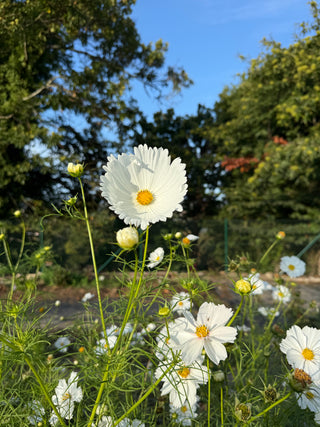 Semillas Cosmos Cupcake White