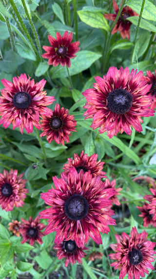 Semillas Rudbeckia Sahara