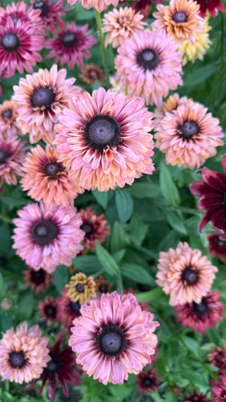 Semillas Rudbeckia Sahara
