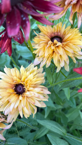 Semillas Rudbeckia Sahara