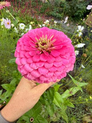 Semillas zinnia Benary Bright Pink