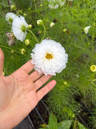 Semillas Cosmos Double Dutch White