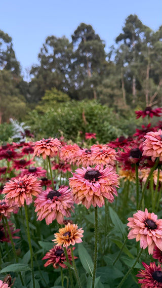 Semillas Rudbeckia Sahara