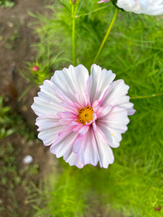 Semillas Cosmos Sahin Mix