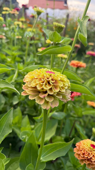 Semillas Zinnia Queen Lime Blotch