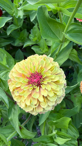 Semillas Zinnia Queen Lime Blotch