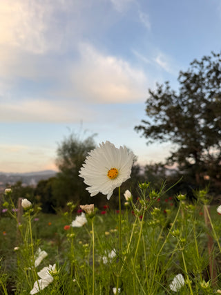 Semillas Cosmos Cupcake White