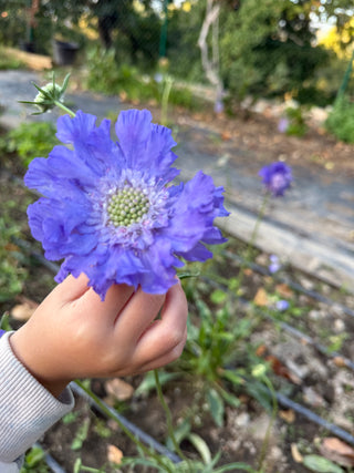 Semillas Scabiosa Fama Deep Blue