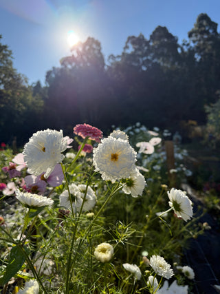 Semillas Cosmos Double Dutch White