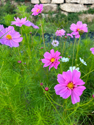 Semillas Cosmos Sahin Mix