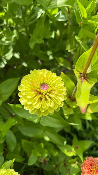 Semillas Zinnia Queen Lime Blotch