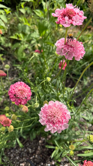 Semillas Scabiosa Salmon Queen