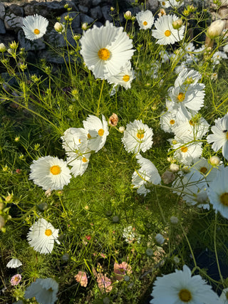 Semillas Cosmos Cupcake White