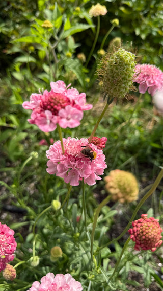 Semillas Scabiosa Salmon Queen