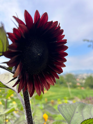 Semillas girasoles Pro Cut Red