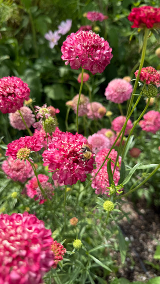 Semillas Scabiosa Salmon Queen