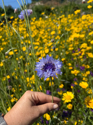 Semillas Centaurea formula mix