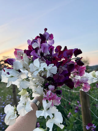 Semillas Lathyrus Odoratus Alba´s mix