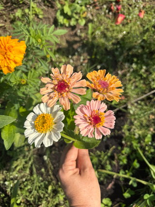Semillas Zinnia Peaches & Cream