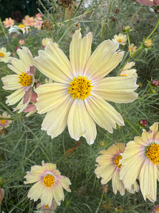 Semillas Cosmos Apricot Lemonade