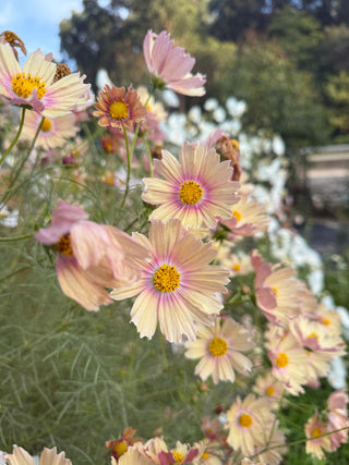 Semillas Cosmos Apricot Lemonade
