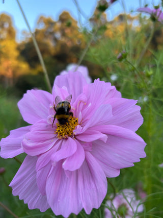 Semillas Cosmos Double Click Mix