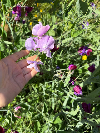 Semillas Lathyrus Odoratus Alba´s mix
