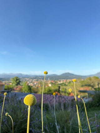 Semillas Craspedia Globosa