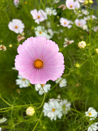 Semillas Cosmos Cupcake Blush