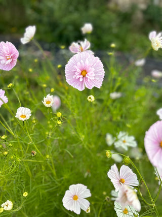 Semillas Cosmos Cupcake Blush