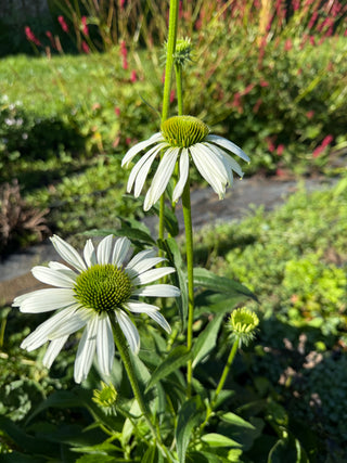 Echinacea Primadonna White