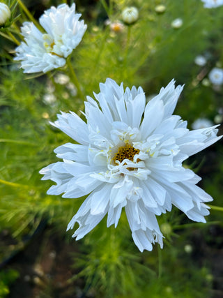 Semillas Cosmos Double Click Mix