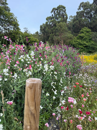 Semillas Lathyrus Odoratus Alba´s mix