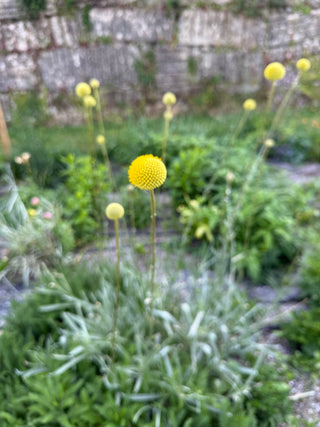 Semillas Craspedia Globosa
