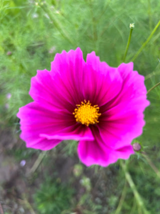 Semillas Cosmos Sahin Mix