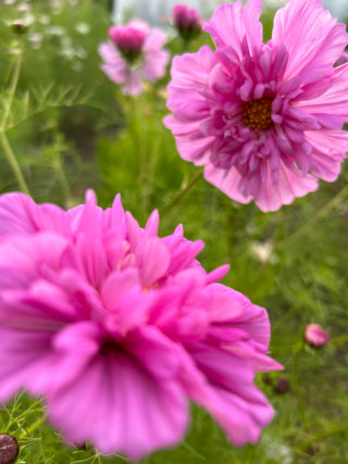 Semillas Cosmos Double Click Mix