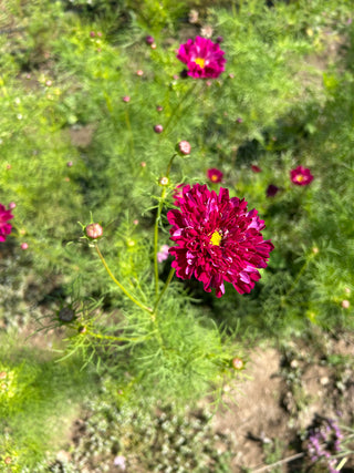 Semillas Cosmos double click cranberry