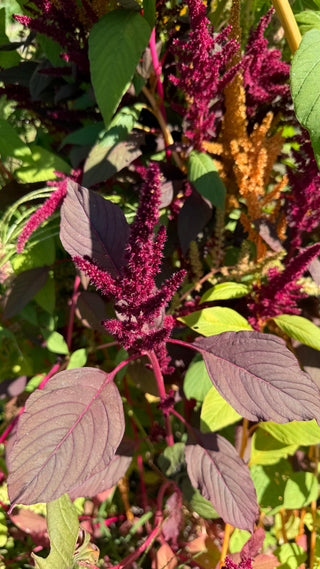 Semillas Amarantus Velvet Curtains
