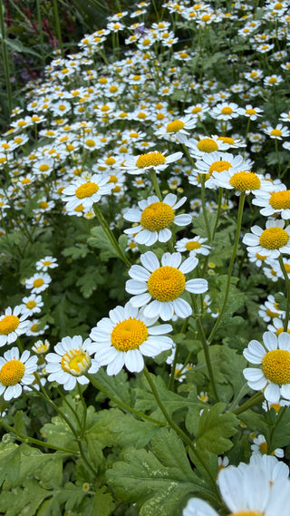Semillas Tanacetum Vegmo Single