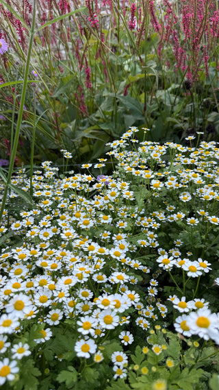 Semillas Tanacetum Vegmo Single