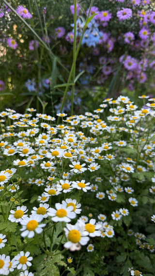 Semillas Tanacetum Vegmo Single