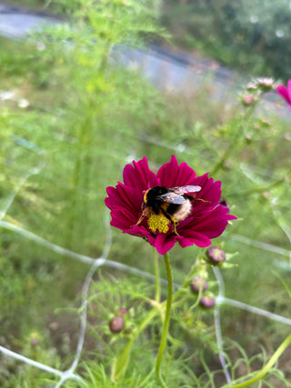Semillas Cosmos Double Click Mix