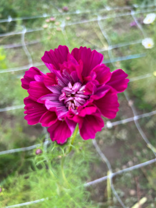 Semillas Cosmos double click cranberry