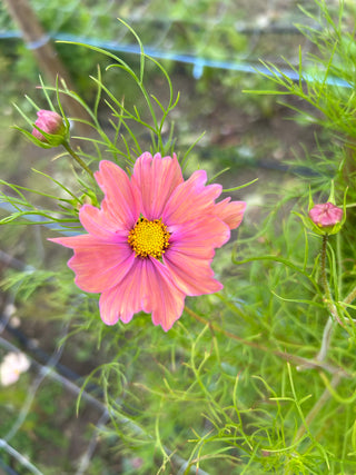 Semillas Cosmos Apricotta
