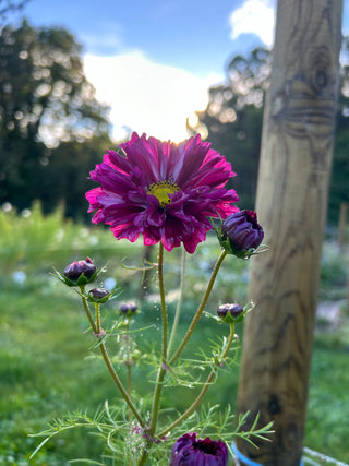 Semillas Cosmos double click cranberry