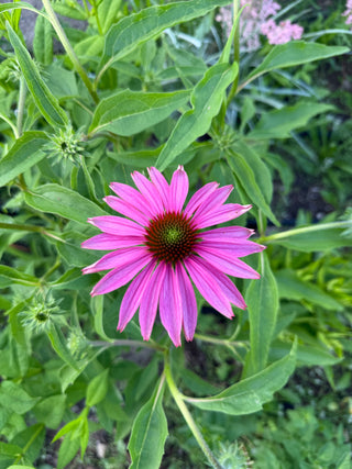 Semillas Echinacea Bravado
